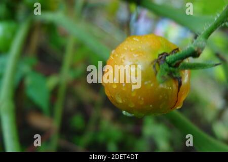 Tau auf Tomaten am Morgen Stockfoto