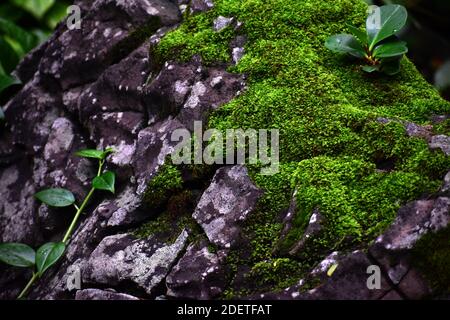 Moos wächst auf Lavagestein im Waimea Valley, Oahu, Hawaii Stockfoto