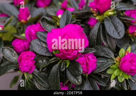 Azalea, Fönsterazalea (Rhododendron simsii) Stockfoto