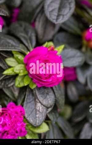 Azalea, Fönsterazalea (Rhododendron simsii) Stockfoto
