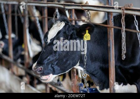Viehzucht. Eine schwarze Kuh steht im Korral und schaut in die Ferne Stockfoto