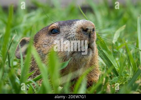 Nahaufnahme eines Murmeltieres (Marmota monax), der aus seinem Bau späht. Raleigh, North Carolina. Stockfoto