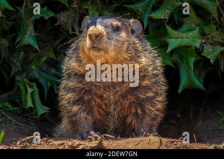 Ein Murmeltier (Marmota monax), der unter einem Stechbusch herausguckt. Raleigh, North Carolina. Stockfoto