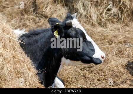 Viehzucht. Nahaufnahme. Schwarz-weiße Kuh steht auf der Weide vor dem Hintergrund von Heu Stockfoto
