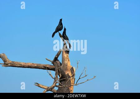 Zwei männliche Grackles, die auf einem toten Baum saßen Stockfoto