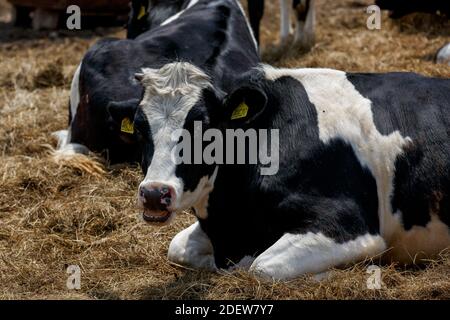 Viehzucht. Nahaufnahme. Eine schwarz-weiße Kuh liegt auf einer Weide auf Heu, das unter anderen Kühen zubereitet wird. Milk's Farm. Stockfoto