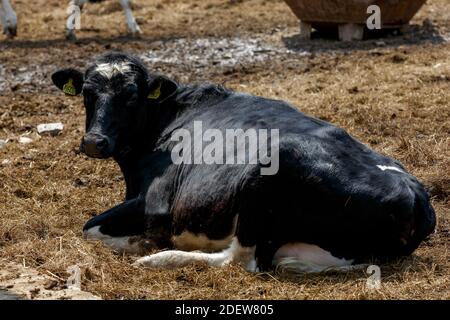 Viehzucht. Nahaufnahme. Eine schwarz-weiße Kuh liegt auf einer Weide auf Heu, das unter anderen Kühen zubereitet wird. Milk's Farm. Stockfoto