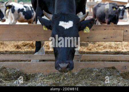 Viehzucht. Nahaufnahme. Eine schwarz-weiße Kuh liegt auf einer Weide auf Heu, das unter anderen Kühen zubereitet wird. Milk's Farm. Großer Kopf einer Hauskuh Stockfoto