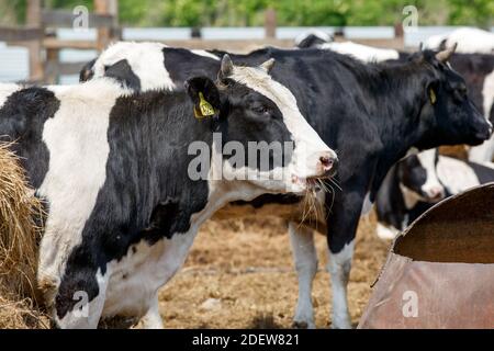 Viehzucht. Nahaufnahme. Eine schwarz-weiße Kuh liegt auf einer Weide auf Heu, das unter anderen Kühen zubereitet wird. Milk's Farm. Großer Kopf einer Hauskuh Stockfoto