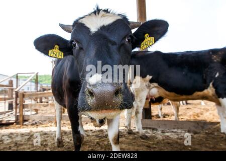 Viehzucht. Nahaufnahme. Eine schwarz-weiße Kuh liegt auf einer Weide auf Heu, das unter anderen Kühen zubereitet wird. Milk's Farm. Großer Kopf einer Hauskuh Stockfoto