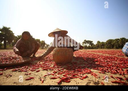 Bauernfrauen tragen traditionelle Hüte arbeiten, um Paprika zu trocknen. Myanmar Stockfoto