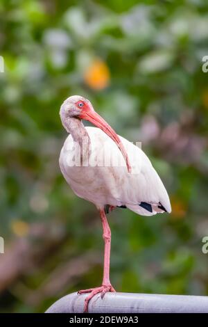 American White Ibis (Eudocimus albus) ruht auf einem Bein in J.N. Ding Darling National Wildlife Refuge. Sanibel Insel. Florida. USA Stockfoto