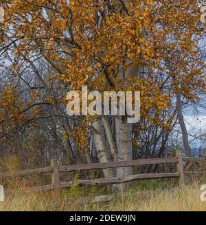 Herbstlandschaft mit einer schönen Birke mit gelbem Laub auf einem Hügel am Holzzaun. Reisefoto, selektiver Fokus. Stockfoto