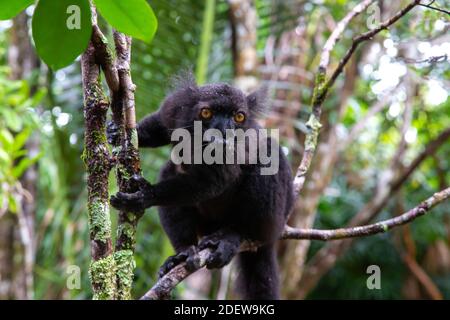 Ein schwarzer Lemur auf einem Baum wartet auf eine Banane Stockfoto