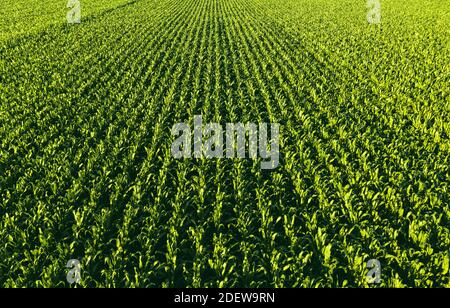 Luftaufnahme in niedriger Höhe von Reihen von Maispflanzen. Hintergrund Landwirtschaft Stockfoto