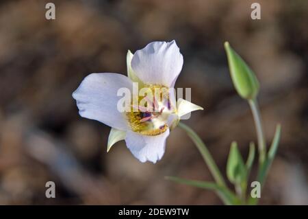 Gunnisons Mariposa Lilie (Calochortus Gunnisonii Stockfoto