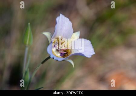 Gunnisons Mariposa Lilie (Calochortus Gunnisonii Stockfoto
