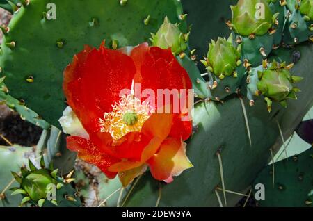 Rote Blume Kaktus Aus Stacheligen Birnen Stockfoto