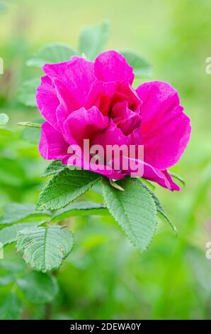 Strandrose (Rosa rugosa) Stockfoto