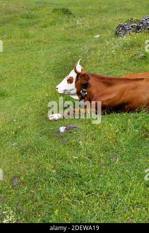 Kuh mit Glocke im Gras liegen Stockfoto