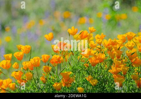 California Pipies (Eschscholzia californica) und Coulter's Lupin (Lupinus sparsiflorus) Stockfoto