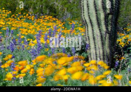 California Pipies (Eschscholzia californica) und Coulter's Lupin (Lupinus sparsiflorus) Stockfoto