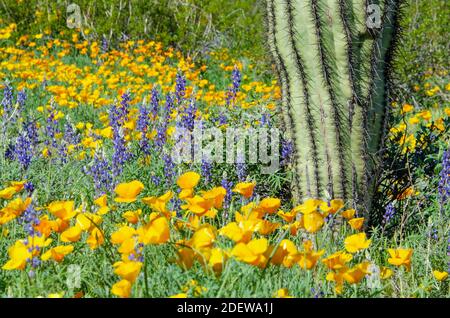 California Pipies (Eschscholzia californica) und Coulter's Lupin (Lupinus sparsiflorus) Stockfoto