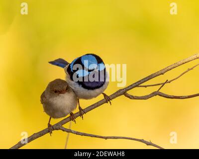 Ein Paar Erwachsene Superb Fairywrens (Malurus cyaneus) auf einem Zweig thront. Stockfoto