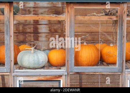 Kürbisse in einem Gewächshaus im Herbst. RHS Wisley, Surrey, England Stockfoto