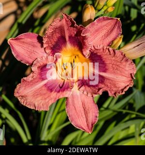 "El Torheit' Daylily, Daglilja (Hemerocallis) Stockfoto