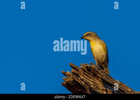 Ein sehr kleiner, kurzschwänziger Vogel, der als gestreift Pardalote (Pardalotus striatus) bekannt ist. Stockfoto