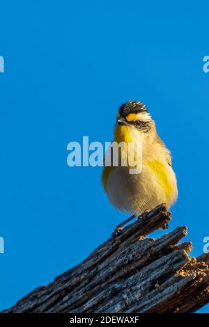 Ein sehr kleiner, kurzschwänziger Vogel, der als gestreift Pardalote (Pardalotus striatus) bekannt ist. Stockfoto