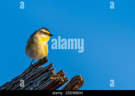 Ein sehr kleiner, kurzschwänziger Vogel, der als gestreift Pardalote (Pardalotus striatus) bekannt ist. Stockfoto