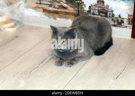 Britische graue Katze auf dem Boden bereit zu handeln Stockfoto