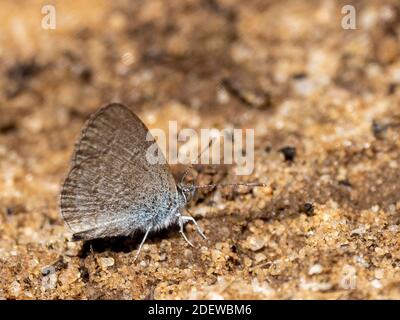 Ein kleiner Schmetterling mit einer bläulichen Fliederfarbe, bekannt als Blauer Schmetterling (Zizina labradus). Stockfoto
