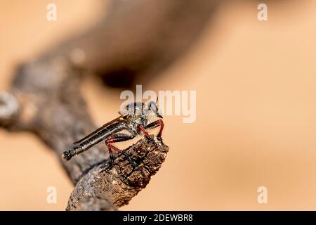 Eine Robberfliege der wissenschaftlichen Familie Asilidae. Raubfliegen sind große, borstige Fliegen, die ihre Beute (in der Regel andere Insekten) mitten im Flug fangen. Stockfoto