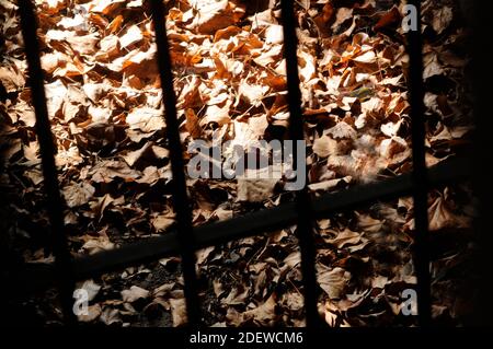 Hinter Gittern, eine Strafe in Haft, Blick auf braune Herbstblätter Stockfoto