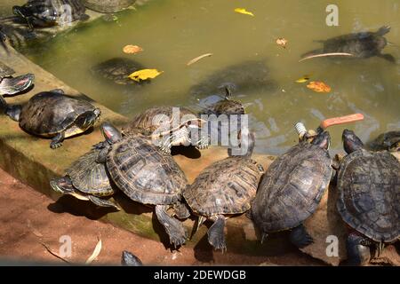 Eine Gruppe von Schildkröten und Schildkröten, die in einem Teich