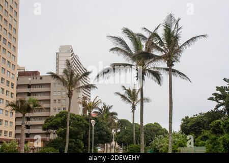 Palmen wachsen zwischen hohen Wohngebäuden Stockfoto