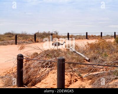 Emu-Küken. Little Lagoon, Shark Bay. Westaustralien Stockfoto