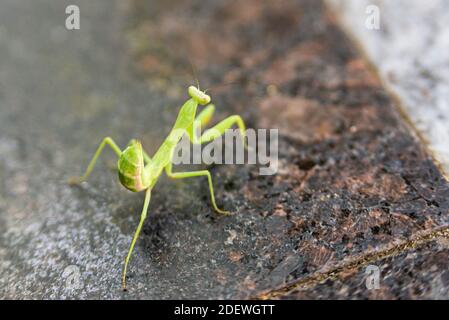 Grüne Gottesanbeterin auf einem Boden. Mantis Religiosa Insekt. Stockfoto