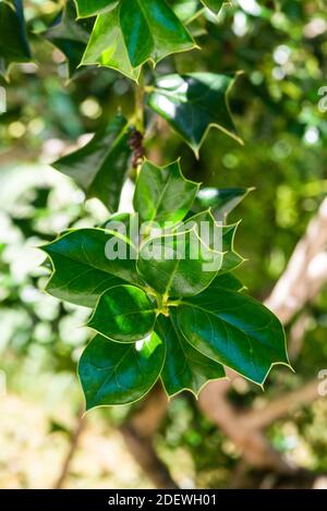 Ilex cornuta oder gehörnte Stechpalme im Garten. Stockfoto