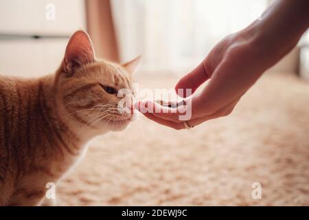 Frau füttert Ingwerkatze, Katze isst von weiblichen Händen. Füttern der Katze mit leckerem Katzenfutter Stockfoto