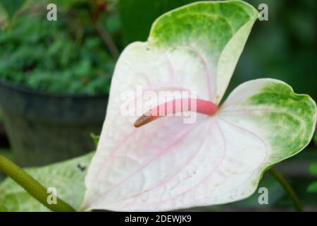 Nahaufnahme Bild von schönen exotischen Anthurium Blume mit Unschärfe Hintergrund Stockfoto