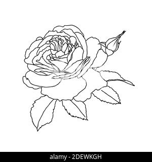 Eine Linienzeichnung von Rosenblüte isoliert auf weißem Hintergrund. Handgezeichnete Skizze, Vektorgrafik. Dekoratives Element für Tattoo, Grußkarte, Hochzeitseinladung, Malbuch Stock Vektor