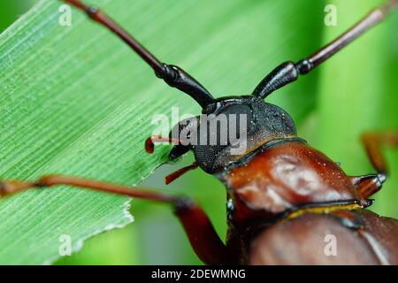 Dies ist ein titan Käfer oder Käfer Titan oder Longhorned Käfer, der Käfer, der die Rohrwurzel des Bauern in thailand zerstört, aber es kann gegessen werden Stockfoto