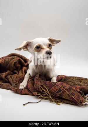 Porträt eines Hundes, eines russischen Spielzeugs Terrier, mit großen traurigen Augen, auf einer braunen Matte liegend, auf einem hellgrauen Hintergrund. Stockfoto