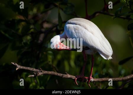 Weißes Ibis, Eudocimus Albus, bei Quebro in der Provinz Veraguas, Republik von Panama. Stockfoto