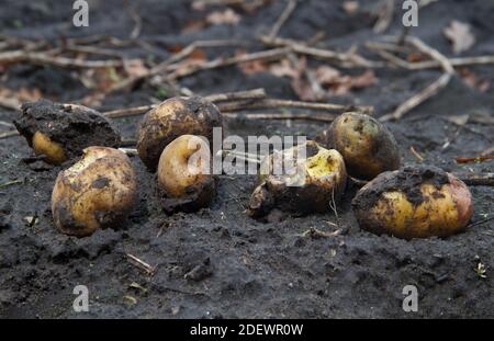 Verlorene Kartoffeln auf schlammigem Feld nach der Ernte Stockfoto