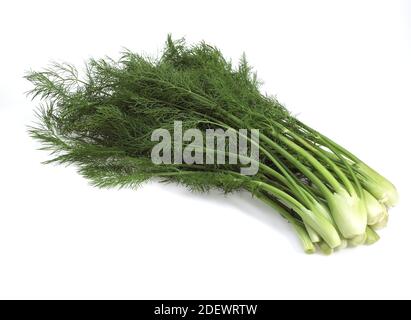 Wenig Fenchel, Foeniculum Vulgare, Gemüse vor weißem Hintergrund Stockfoto